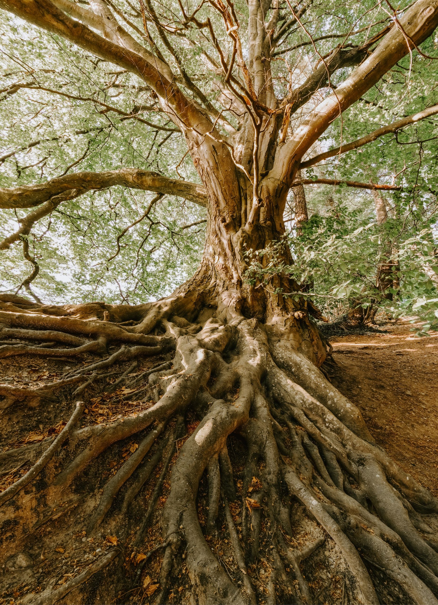 14.INNER ABUNDANCE